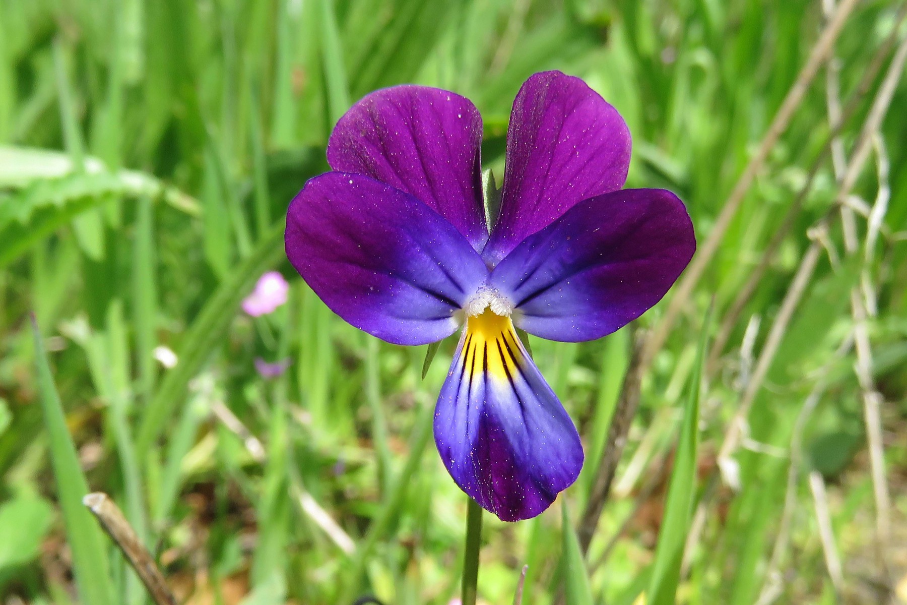 Bosviooltje