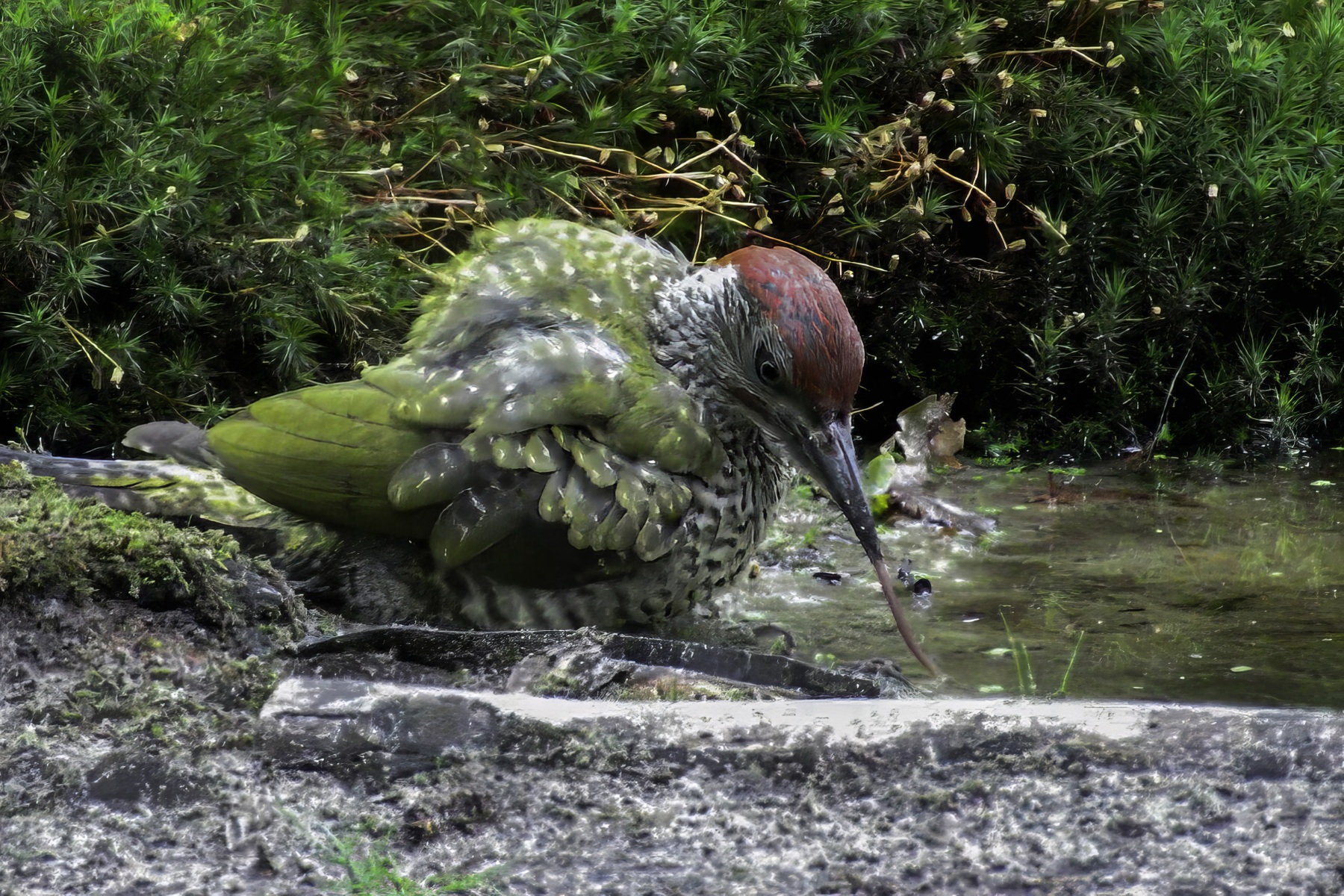 Jonge groene specht