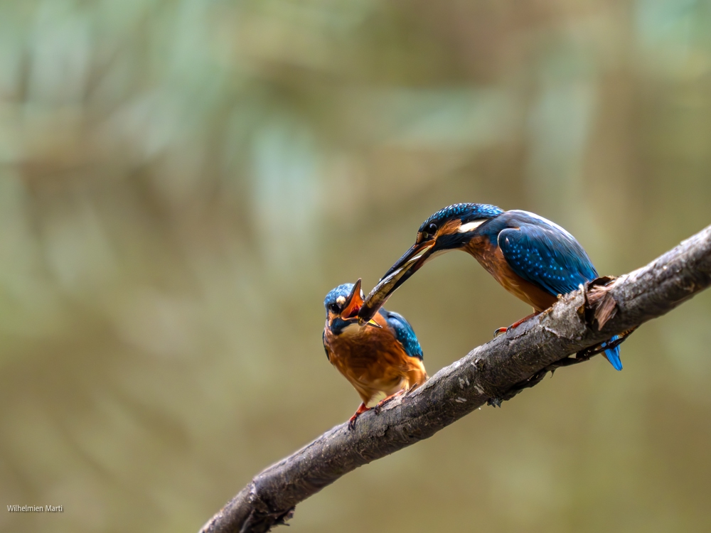 IJsvogel