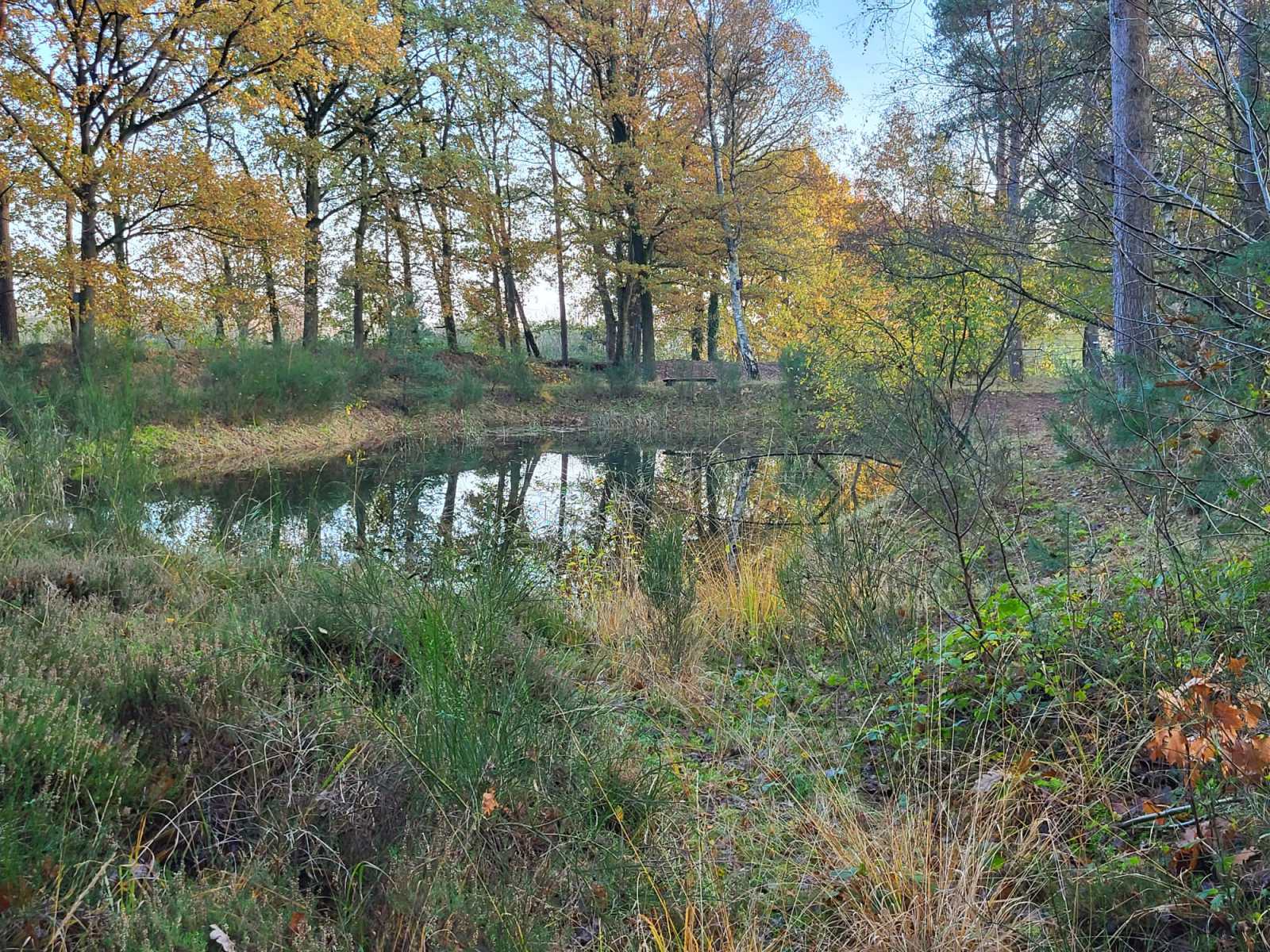 Poel in herfsttooi