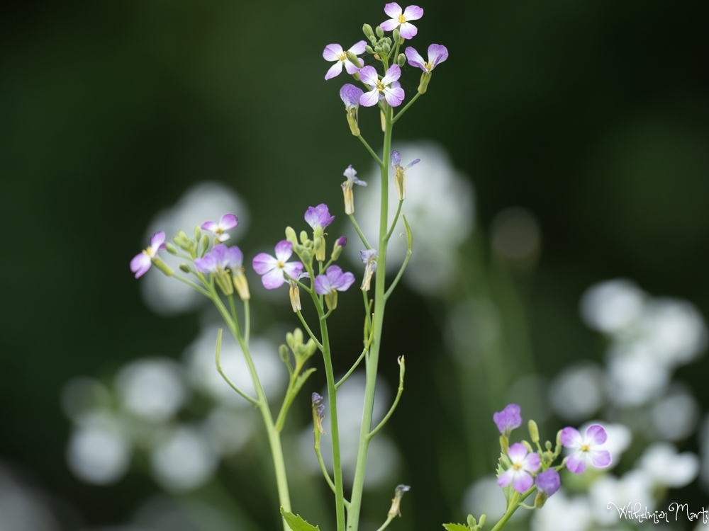 Tuinradijs