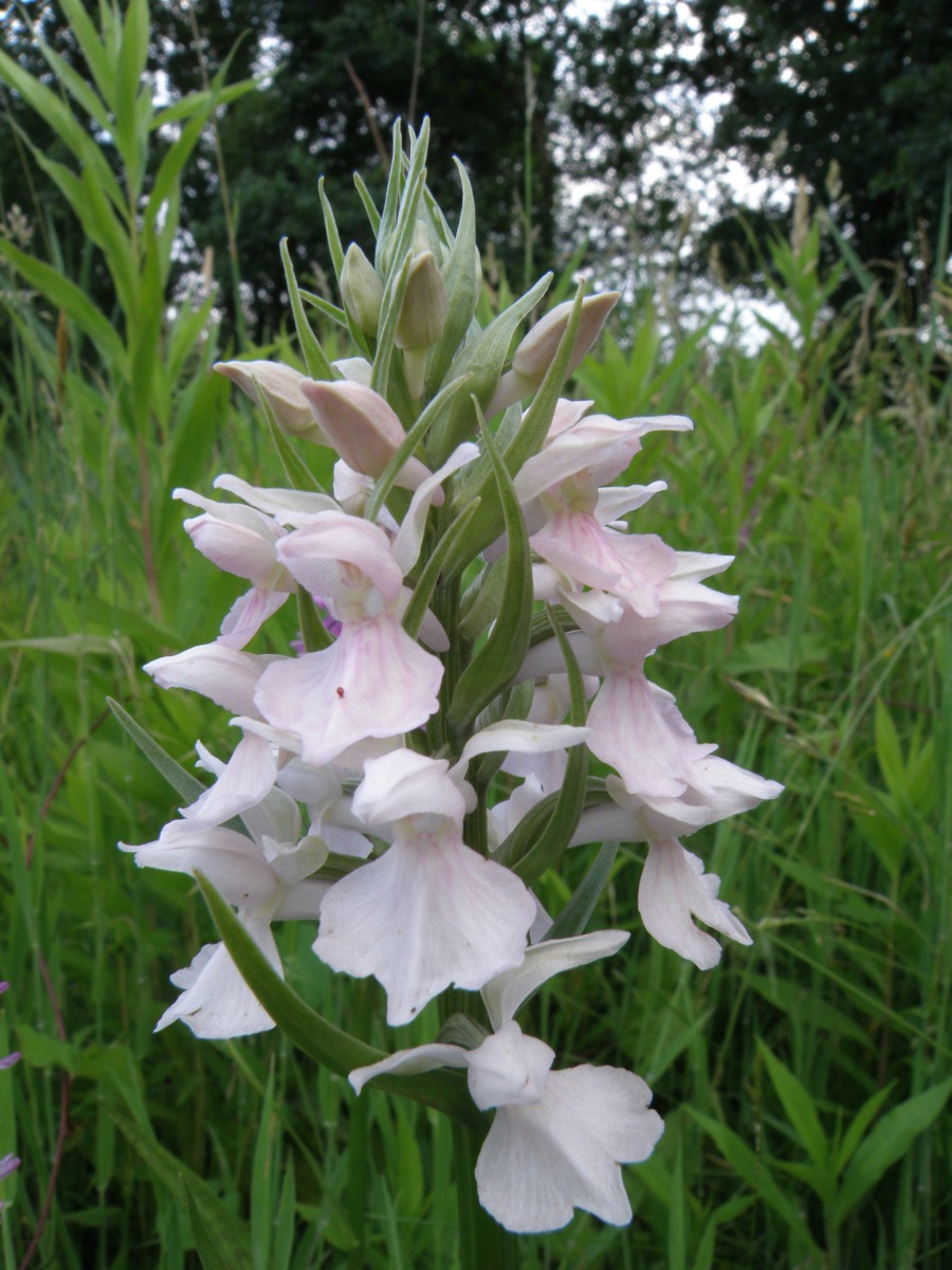 Gewone rietorchis