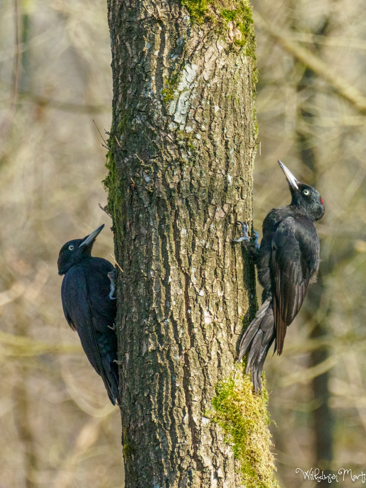 Zwarte spechten