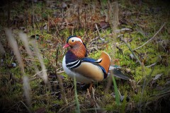 Mandarijneend (exoot)