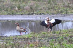 Nijlganzen bij de nieuwe poel