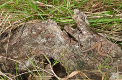 Levendbarende hagedis