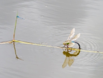 Eitjes-afzettende-keizerlibel in de nieuwe poel