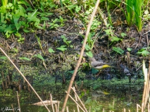 Grote gele kwikstaart Grote gele kwikstaart