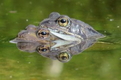 Parende heikikkers Parende heikikkers