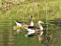Grauwe gans met jonkies