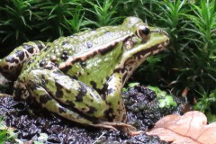 Groene kikker Groene kikker