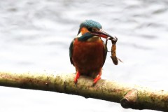 IJsvogel met salamander