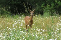 Ree in bloemrijk grasland