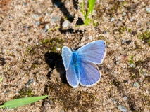 Icarusblauwtje Icarusblauwtje