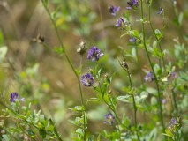 Luzerne op de Graanakker