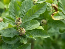 De mispels zijn er ook weer!