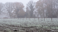 Nieuwe-aanplant-nieuw-aangekocht-Van-Bladel-_C100044 Nieuwe-aanplant-nieuw-aangekocht-Van-Bladel-_C100044