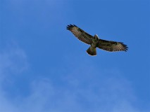 Buizerd