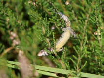Hagedis in het groen