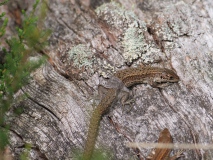 Hagedis werpt oude huid af