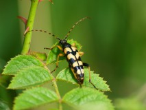 Geringelde smalboktor