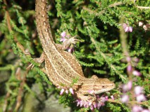 Levendbarende hagedis Levendbarende hagedis