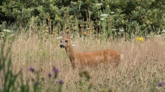 Ree in de bloemenweide