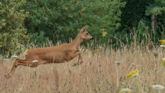 Ree in de bloemenweide