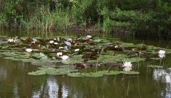 Waterlelies