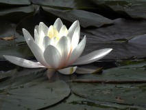 Waterlelie