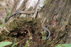 Hagedissen Hagedissen