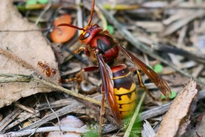 De Zangert en Hooge Bank