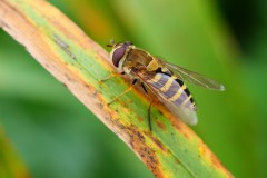 De Zangert en Hooge Bank