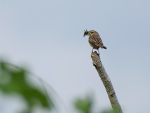 Boompieper met rupsen