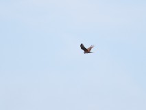 Bruine kiekendief vrouw