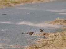 Grasmussen op het fietspad