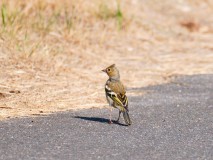 Vinkvrouw met haar kuifje omhoog