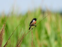 Roodborsttapuit - man