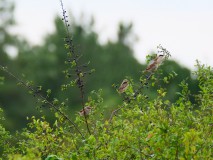 Grauwe klauwier - man met jongen