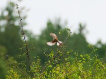 Jagende grauwe klauwier - man