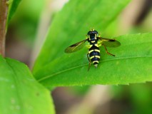 Gewone citroenzweefvlieg