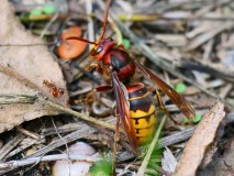 Europese hoornaar en gewone steekmier