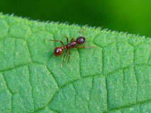 Gewone of rode steekmier