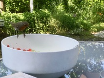Roodborst wil mee-eten