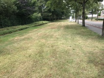 Planten inventarisatie