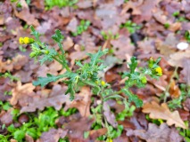 Planten wandeling Vliedberg