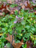 Planten wandeling Vliedberg