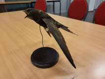 Gierzwaluw lezing Gierzwaluw lezing