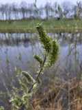 Planten wandeling Vliedberg