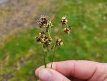 Planten wandeling Vliedberg